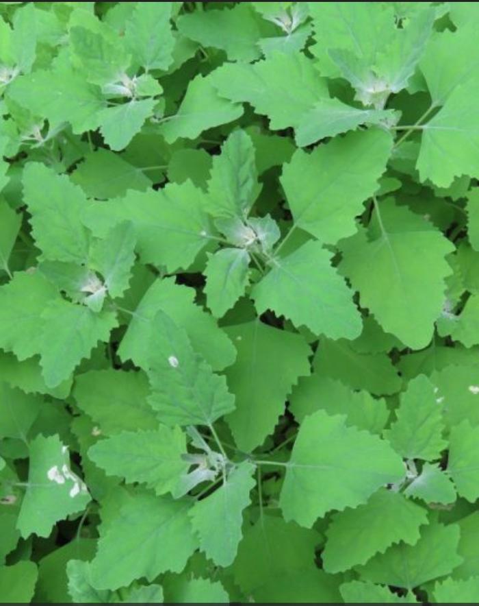 Lambsquarters