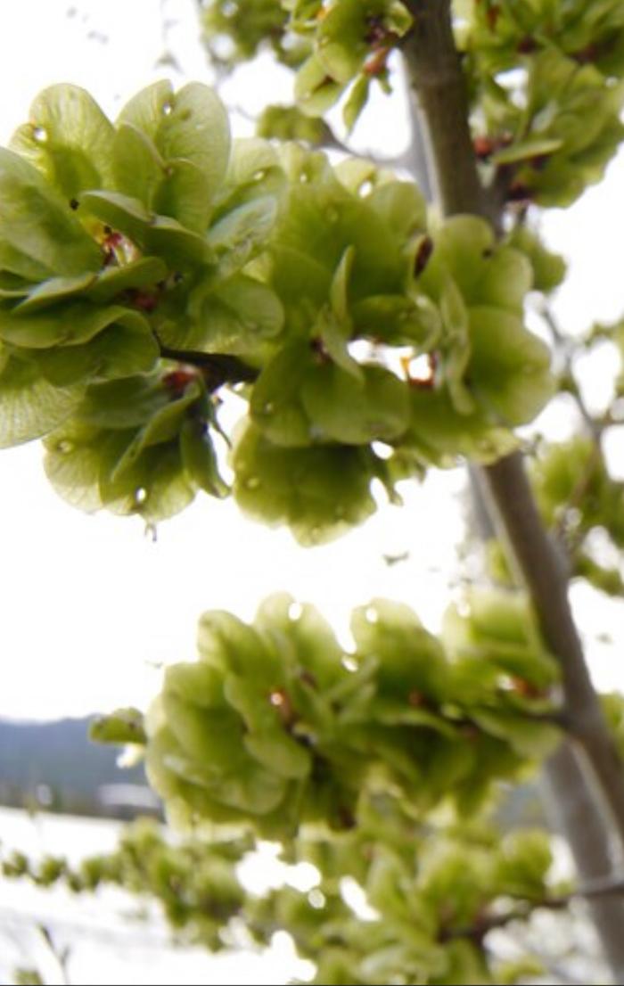 Siberian elm seeds, a little past prime