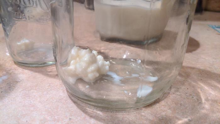 Grey took some milk kefir grains out of hibernation, to make a new batch