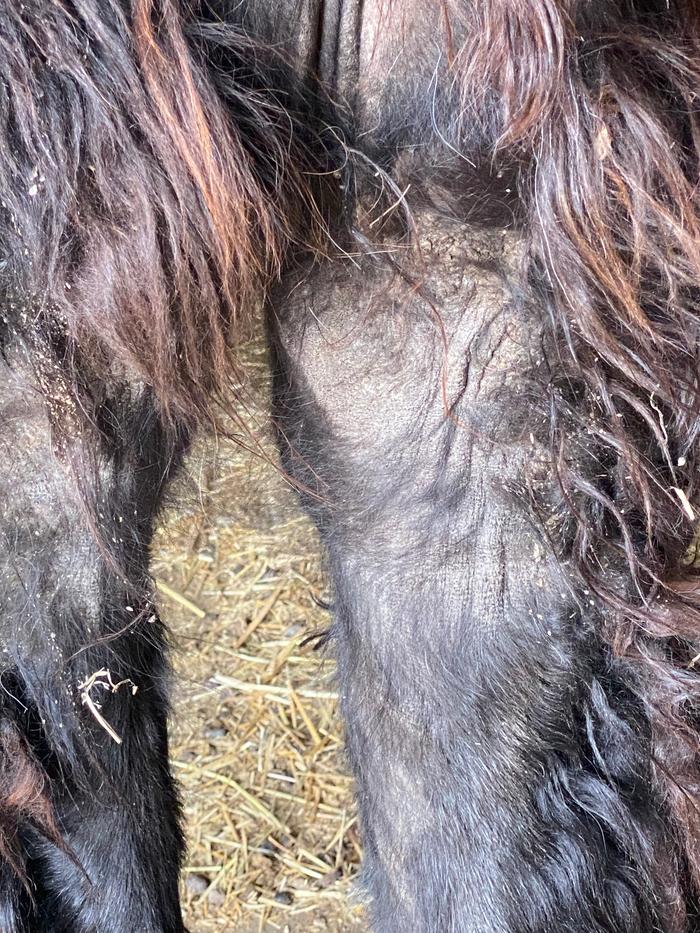 llama with skin condition