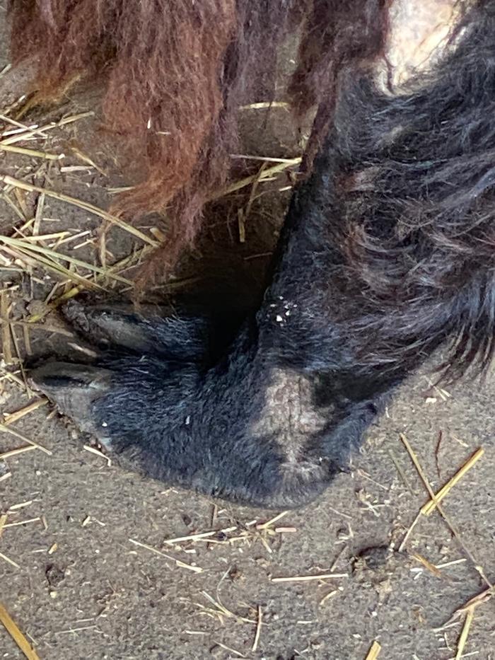 llama with skin condition