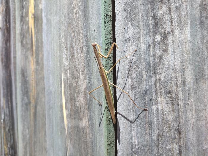 A local garden helper, much nicer to see than the many local white tail spiders...