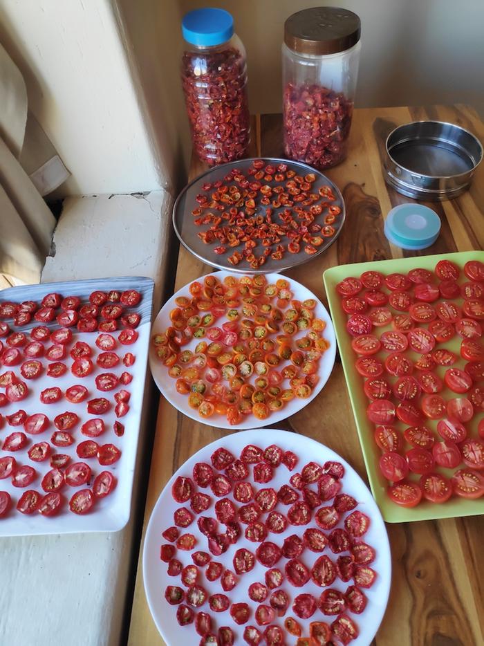 Principe Borghese tomatoes are ideal for drying. Some Sungold too.