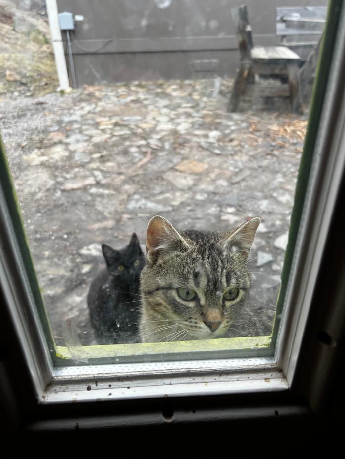 The felines seem perennially curious, though they are not allowed in dwellings