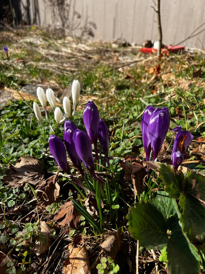 purple and white crocus flowers coming up