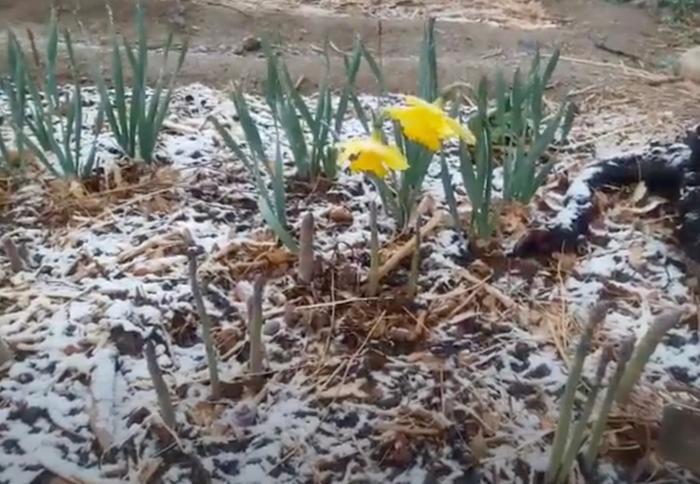 Asparagus and daffodils in snow in April last year