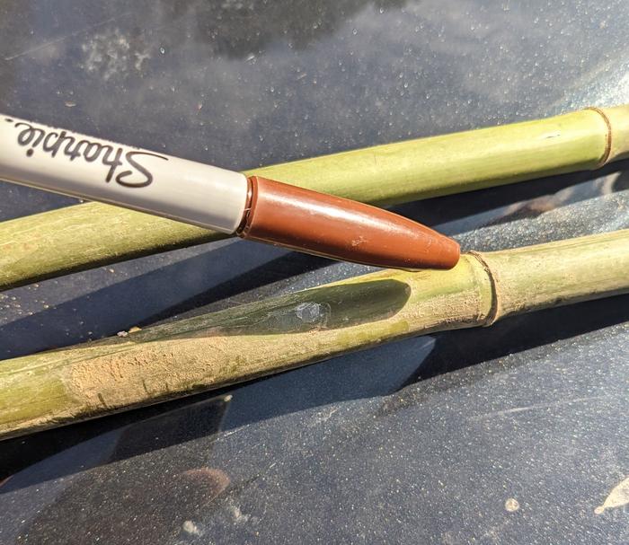 Mature culms from a giant river cane, with Sharpie marker for scale