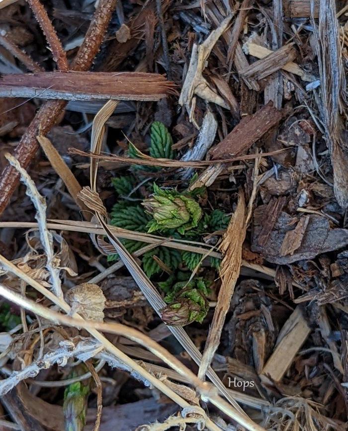 Hops, the day after it snowed
