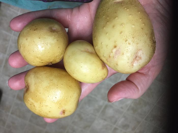 Homegrown Spuds!