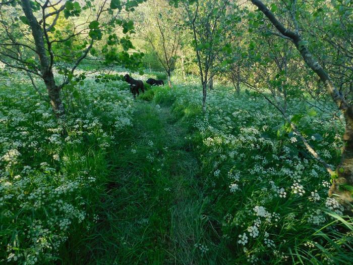 pignut-blossom-Conopodium-majus-under-alder-trees-Skye