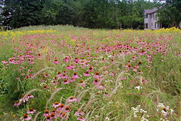 [Thumbnail for Purple_coneflower_meadow_sweep_M_7.jpg]