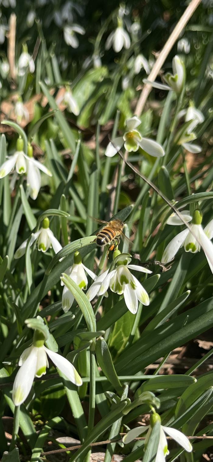 Bee and snowdrops