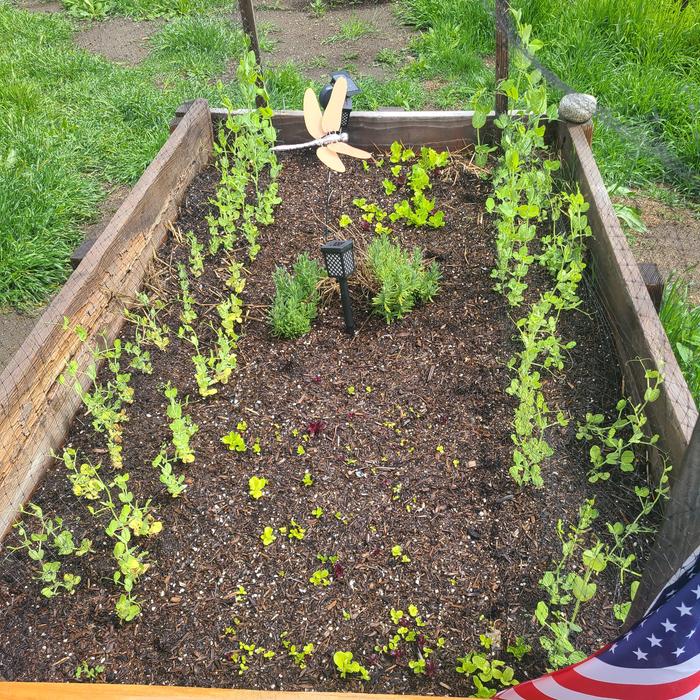 Hugel raised bed sugar snap peas and mixed lettuce