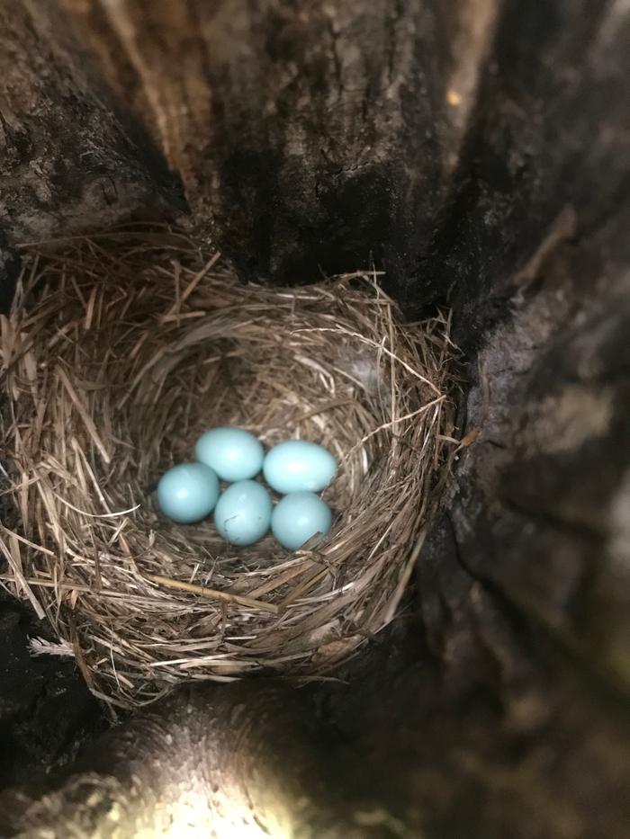birds eggs in nest