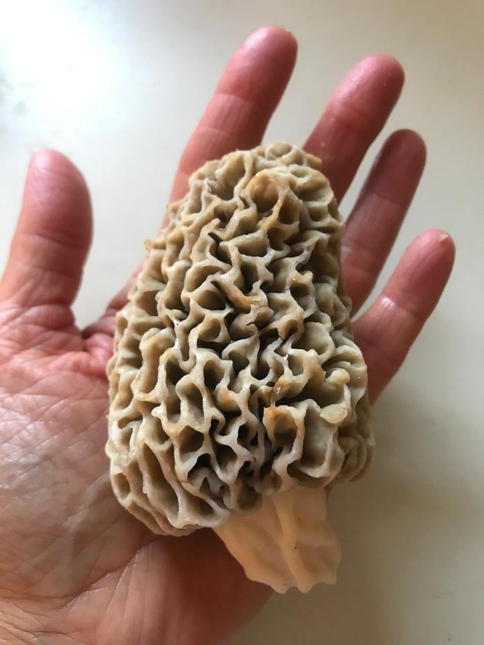 fungi in spring