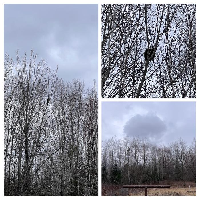 triptych of spring porcupine
