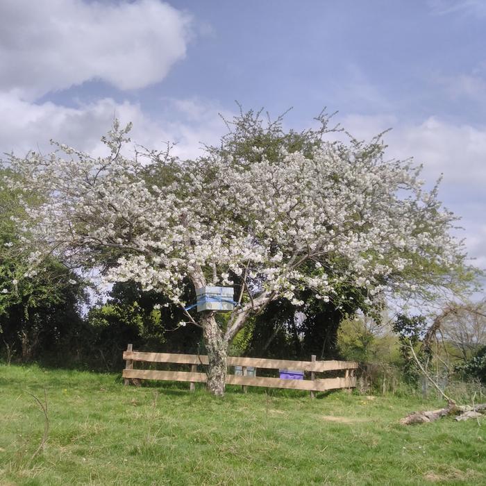 swarm_bait_hive_in_cherrytree