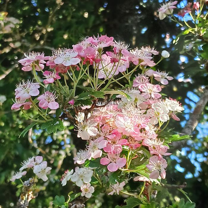 &amp;#91;pink hawthorn detail.jpg&amp;#93;