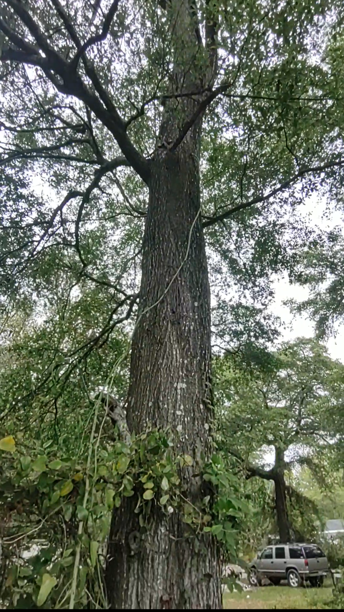 The thick green vine is a similac vine that grew over 20ft in 1 month