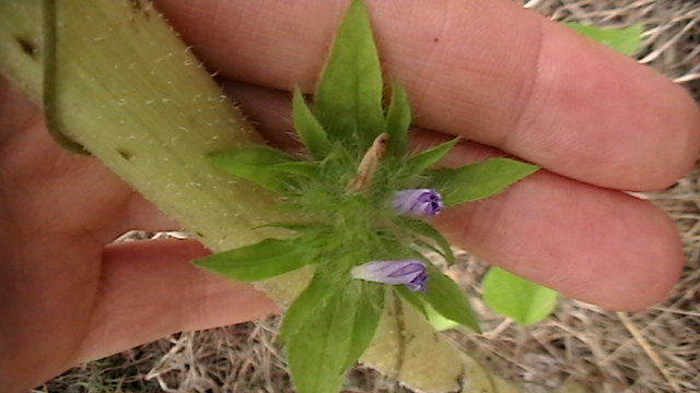 [Thumbnail for mostly-garden-009.JPG]