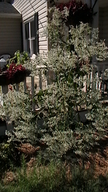 [Thumbnail for mostly-garden-081.JPG]