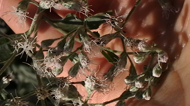 [Thumbnail for mostly-garden-080.JPG]