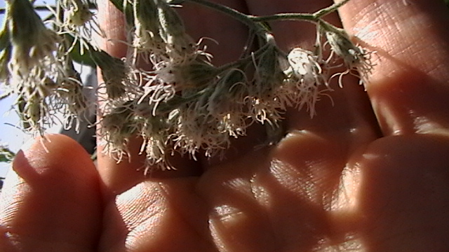 [Thumbnail for mostly-garden-086.JPG]