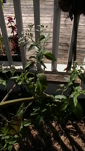 [Thumbnail for mostly-garden-084.JPG]