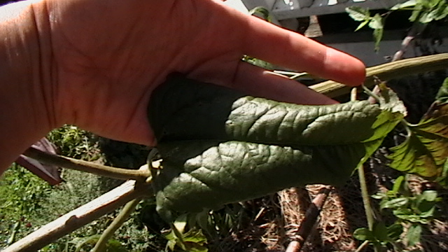 [Thumbnail for mostly-garden-083.JPG]