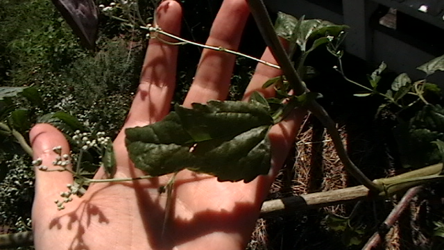 [Thumbnail for mostly-garden-085.JPG]