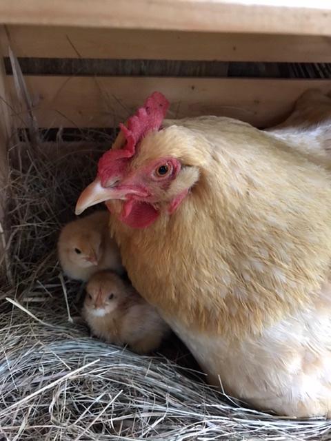 Chicks peeping out from under a mother hen in a nest box