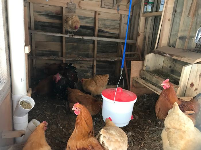 chickens enjoying their fresh air coop in the dead of winter