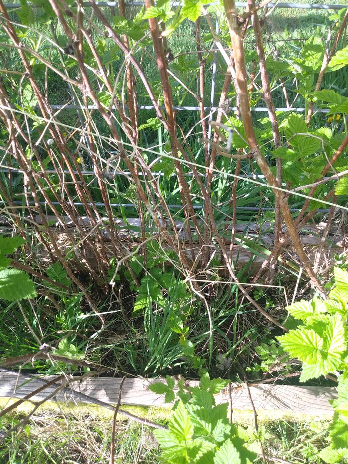 You won't be able to see any of this in a month because it becomes a solid wall of raspberry canes. 