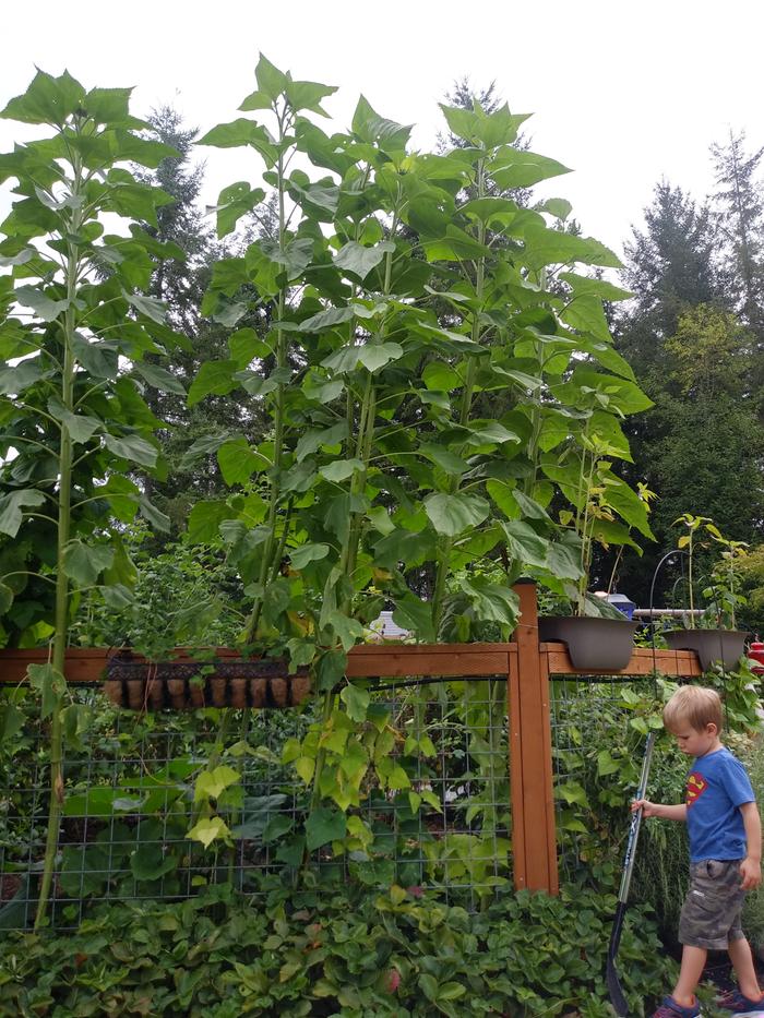 My dad's wall of green