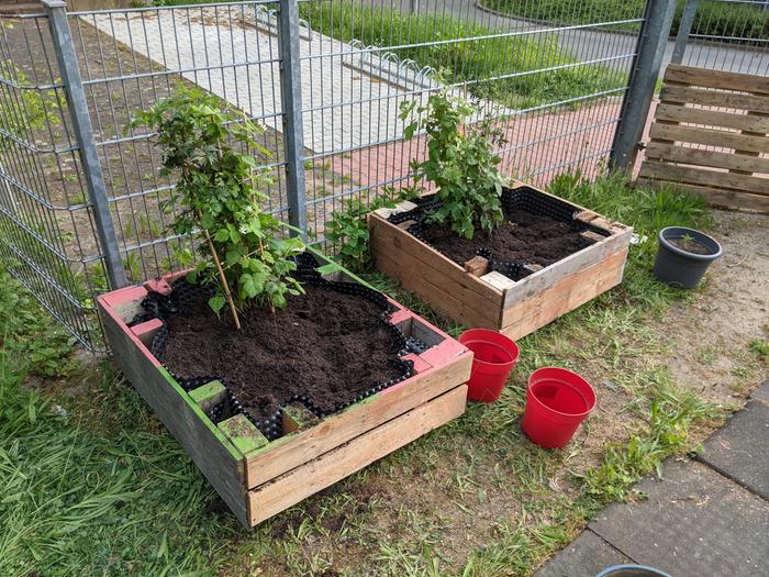 One of the kids helped me install two smaller raised beds; she also helped plant these two extra thornless blackberries