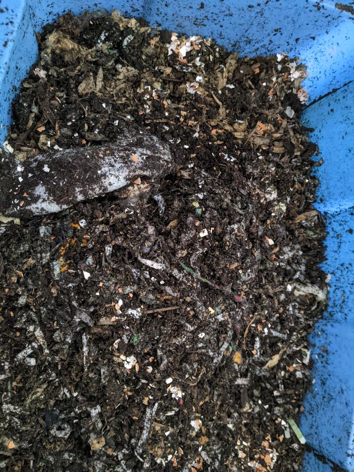 The happy bin--food scraps buried in treated cage mix, paper shreds, biochar, and peat