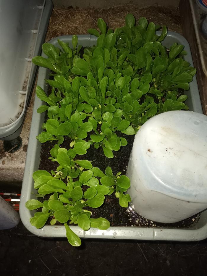 Lettuce planted multiple seeds 3" on center in a bus tub