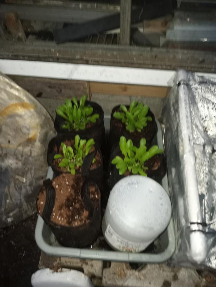 One gallon grow bags in bus tub