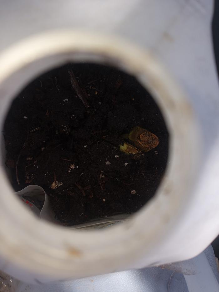 A sad little squash seedlings...