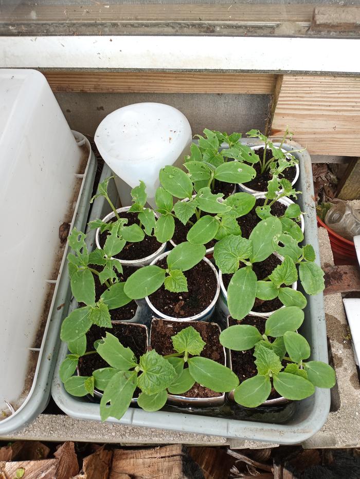  Whole tray of cumber starts