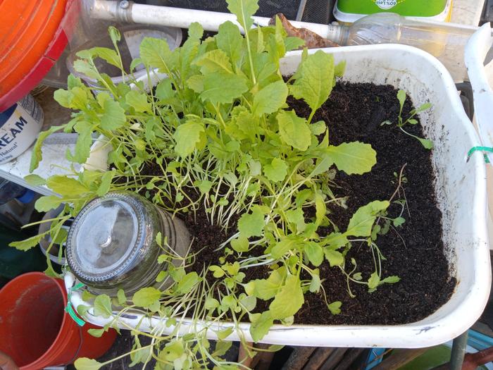 Mustard Seedlings 