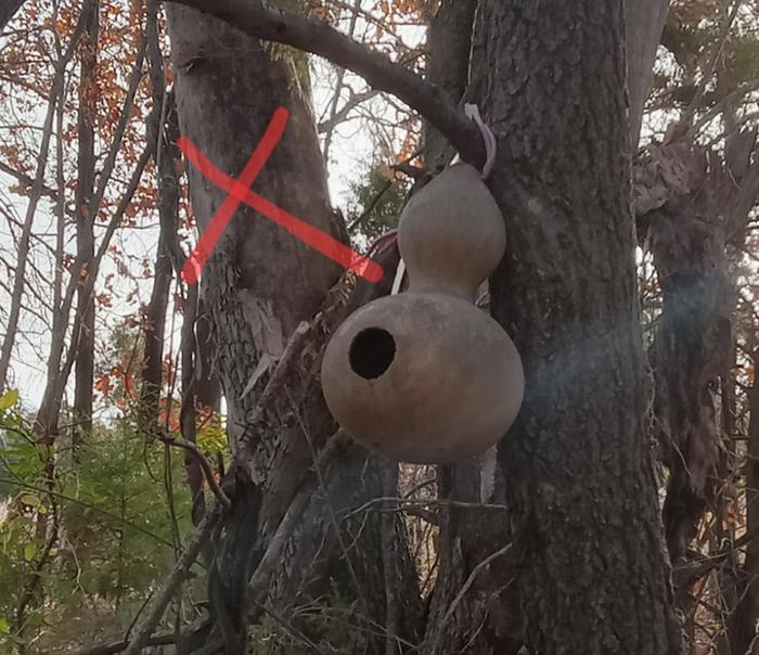 No nest inside. Too exposed?