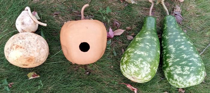 Gourds