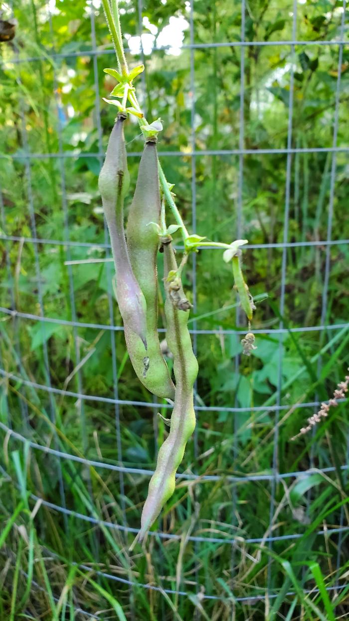 Light purple and green beans