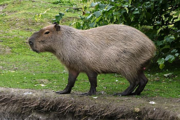 [Thumbnail for capybara-faunapark-animal-park-rodent-mammal-fur.jpg]