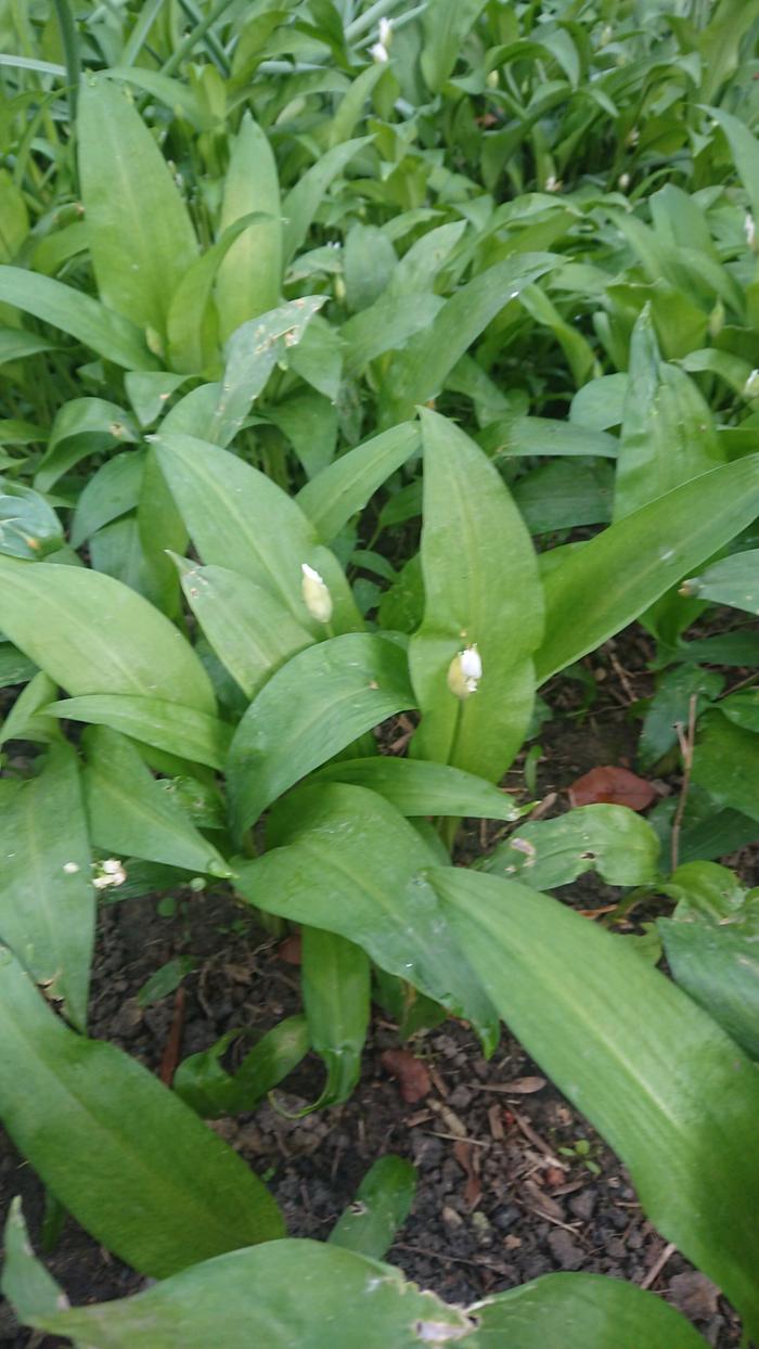 Wild-garlic-perennial-allium