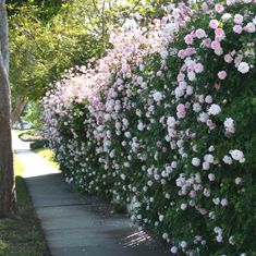 [Thumbnail for 20070706-023.jpg]