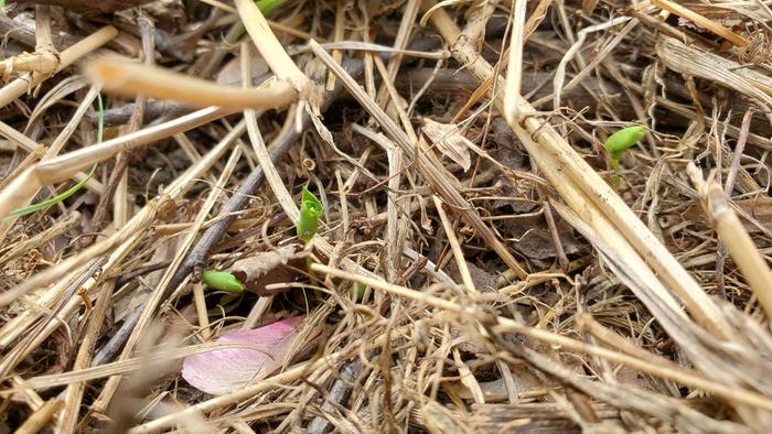 Pomegranate seedlings popping up!