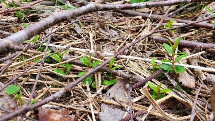 Lots are sprouting true leaves