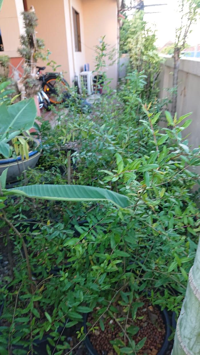 seedling pomegranates